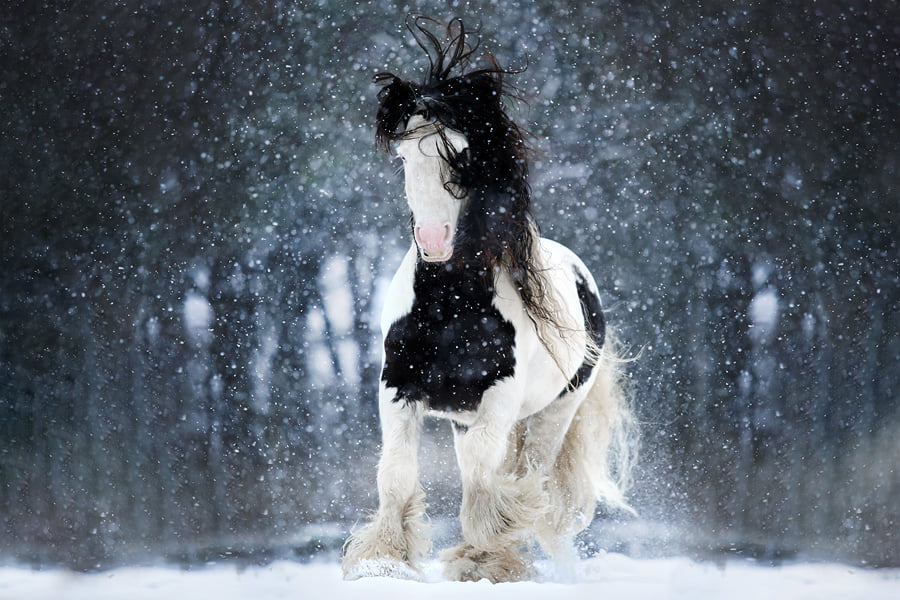 What A Beautiful Horse @Nikki de Kerf - Equine Photographer